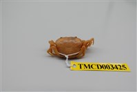 藏品(多毛澤蟹)的圖片